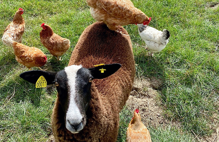 Moutons, poules et oies à rencontrer au jardin...