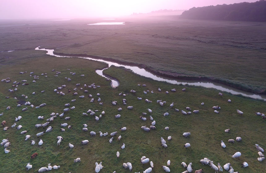 Les moutons dans les mollières de la Baie de Somme