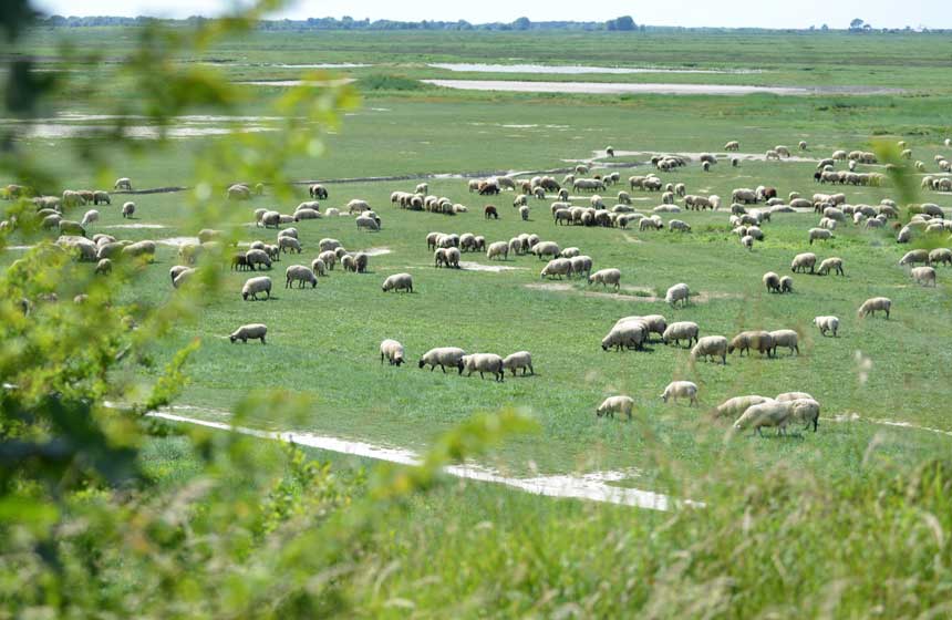 Les moutons des prés-salés en Baie de Somme