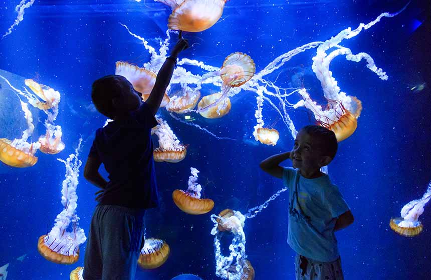 Nausicâa : rêver devant les aquariums géants
