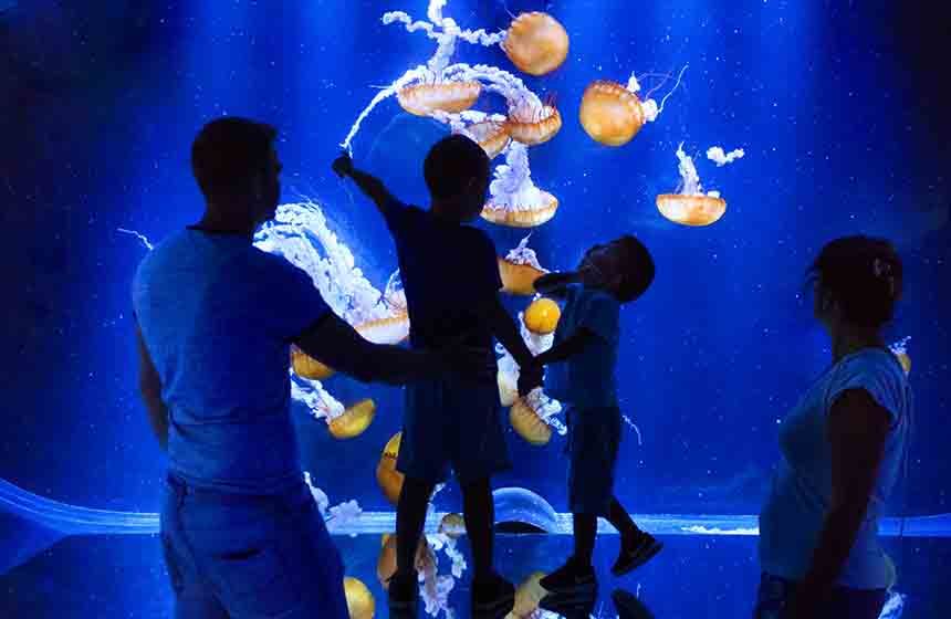 A Boulogne-sur-Mer : les méduses de Nausicaa