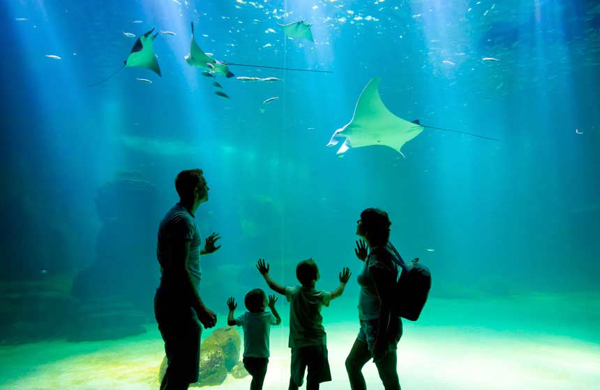 Nausicaa, le plus grand aquarium d'Europe
