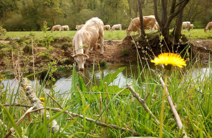 Les vaches de la ferme aux Reines des Près à Méreaucourt