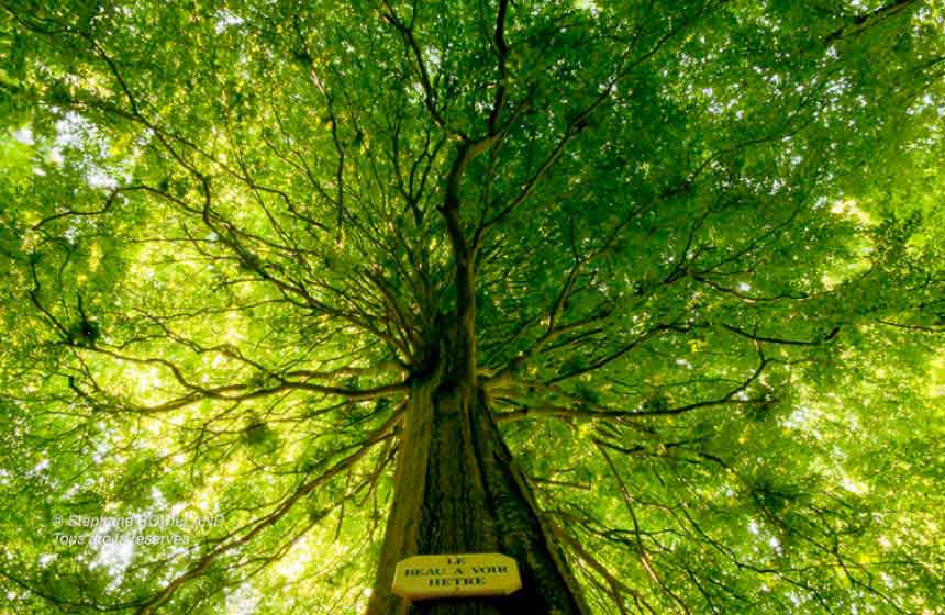 Contempler les arbres remarquables de la forêt de Crécy