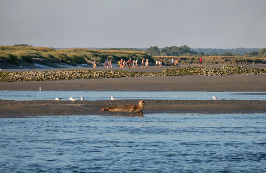 Rencontrer les phoques en Baie de Somme