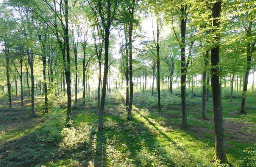 Forêt de Crécy en Ponthieu
