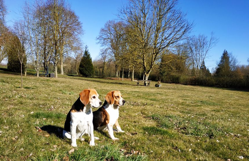 Jappy et Helma, les deux beagles de la maison sont adorables