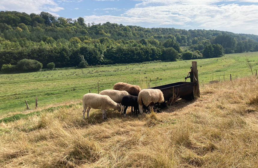 Les moutons à la ferme Les Reines des Près à Méreaucourt