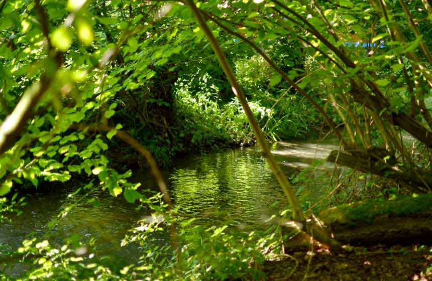 Le doux bruit de la rivière qui passe presque au pied de votre roulotte : relaxant !