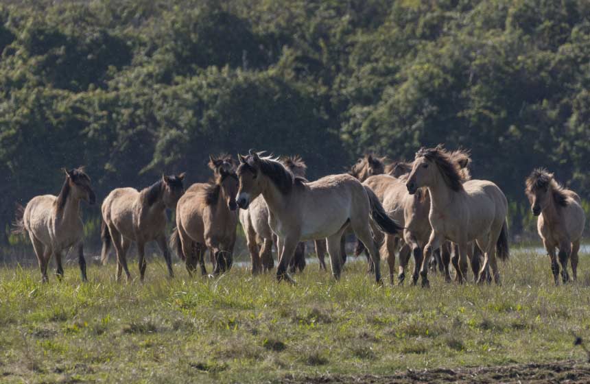 Les chevaux Henson du Domaine du Marquenterre pour balade à cheval ou en calèche