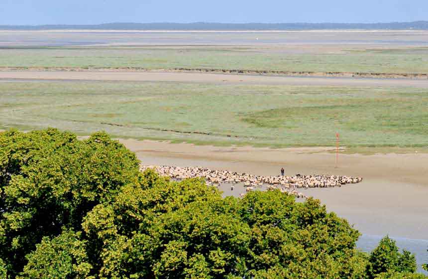 Les moutons des prés-salés dans la Baie de Somme
