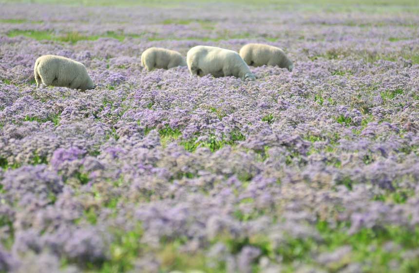 Les moutons des prés-salés en baie de Somme