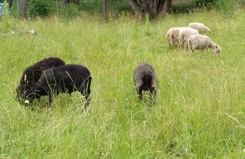 Les moutons sont en liberté dans les champs aux Gîtes du Parc Carisiolas