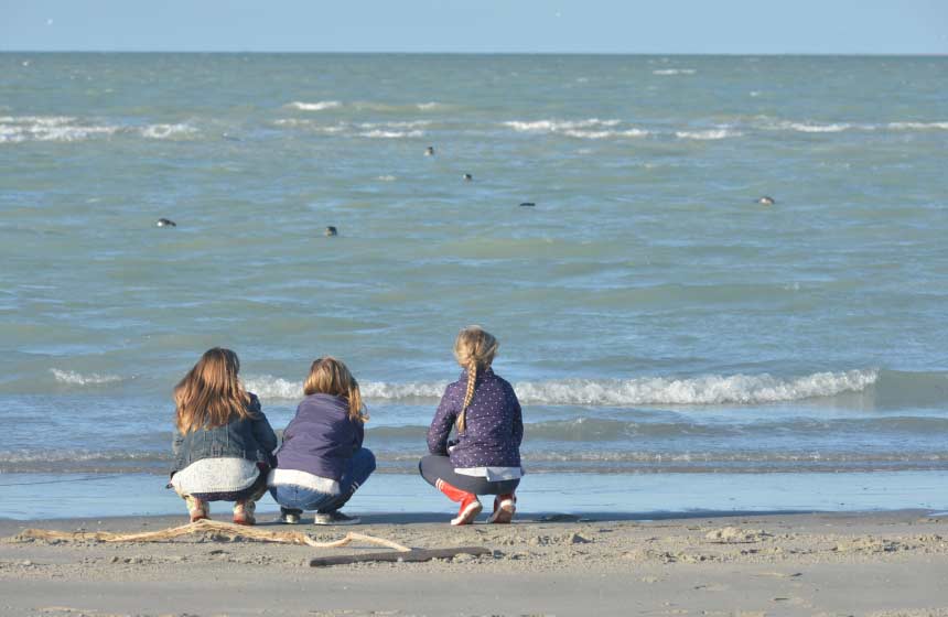 Les phoques sont curieux en baie de Somme !