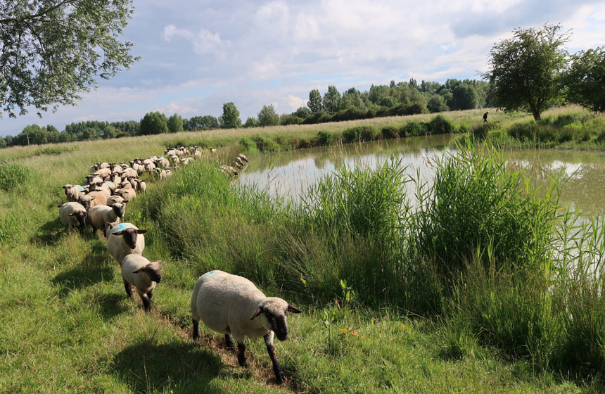 Les moutons au camping La Safrière