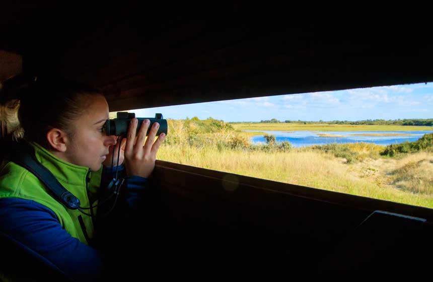 Observer sans déranger les oiseaux au Parc Ornithologique du Marquenterre