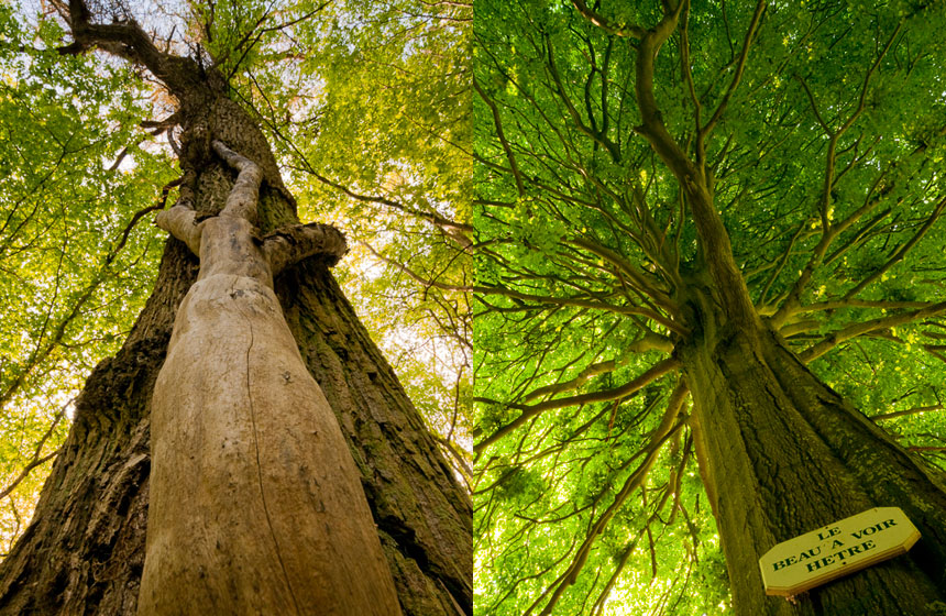 Les arbres remarquables de la forêt de Crécy