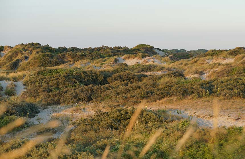 Vous êtes dans la réserve naturelle des Dunes de Flandres : paysage grandiose !