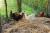 Les animaux de la Fermette des Ramolleux à Crécy-en-Ponthieu 