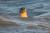 Phoque veau-marin dans les vagues à marée haute