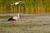 Cigogne, avocette, aigrette...300 espèces d’oiseaux abritent le Parc du Marquenterre