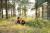 La pinède : le jardin de la Villa des pins à Quend-Plage