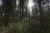 La forêt de pins du Domaine du Marquenterre