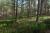 La forêt de pins du Domaine du Marquenterre