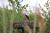 Les cigognes du parc du Marquenterre à deux pas
