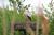Cigogne au parc ornithologique du Marquenterre