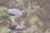 Les cigognes du Marquenterre parmi 300 autres espèces d’oiseaux