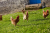 Les poules dans le jardin à la Ferme du Tao