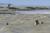 Observer les phoques depuis la plage de la Maye au Crotoy, le Hourdel et de très près à marée basse : rendez-vous sur la digue de Berck