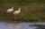 Spatule blanche au parc ornithologique du Marquenterre