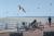 Observer le balai des kitesurfs depuis la plage de Cayeux-sur-mer