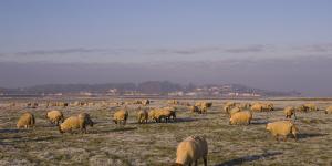 Phoques et moutons de prés salés : comment les approcher sans les déranger !